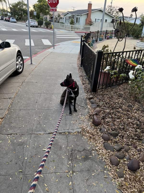 A picture of a black dog named Bowie sitting, taken on August 21 2025 at 6:31 am